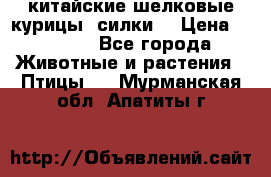 китайские шелковые курицы (силки) › Цена ­ 2 500 - Все города Животные и растения » Птицы   . Мурманская обл.,Апатиты г.